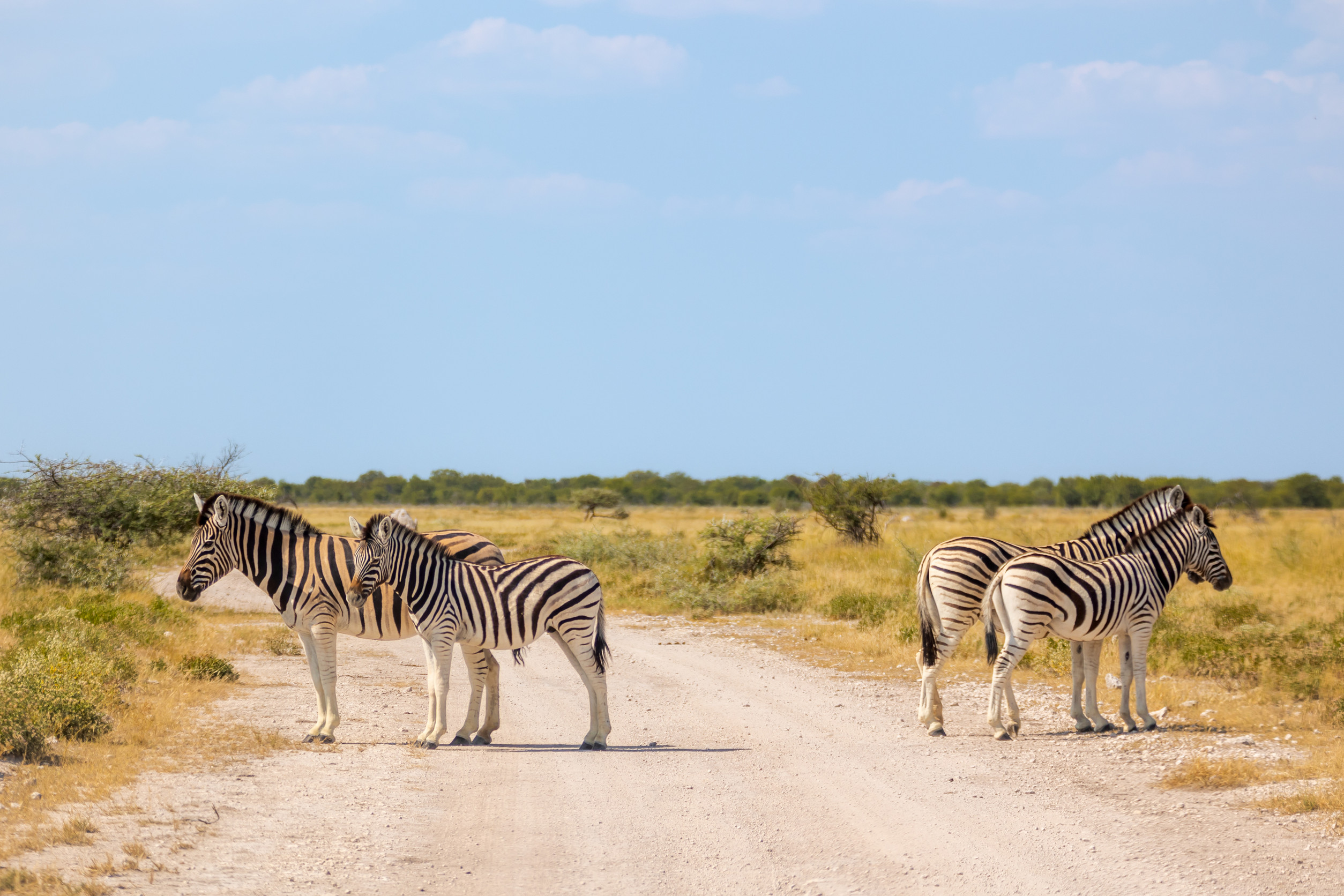 a group of zebra equus quagga or equus burchellii standing on a gravel road