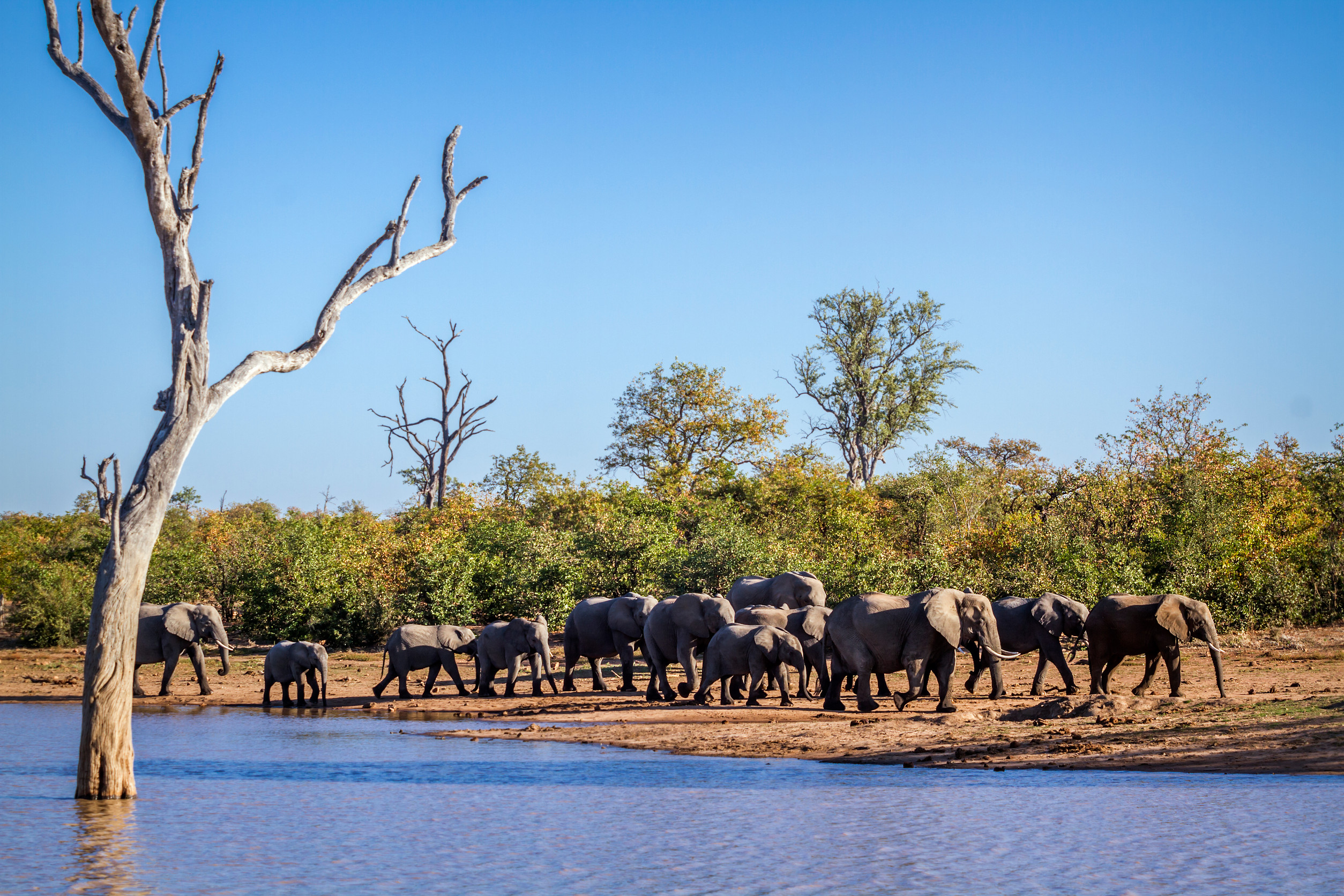 african bush elephant herd walking along sable dam in kruger national park south africa specie