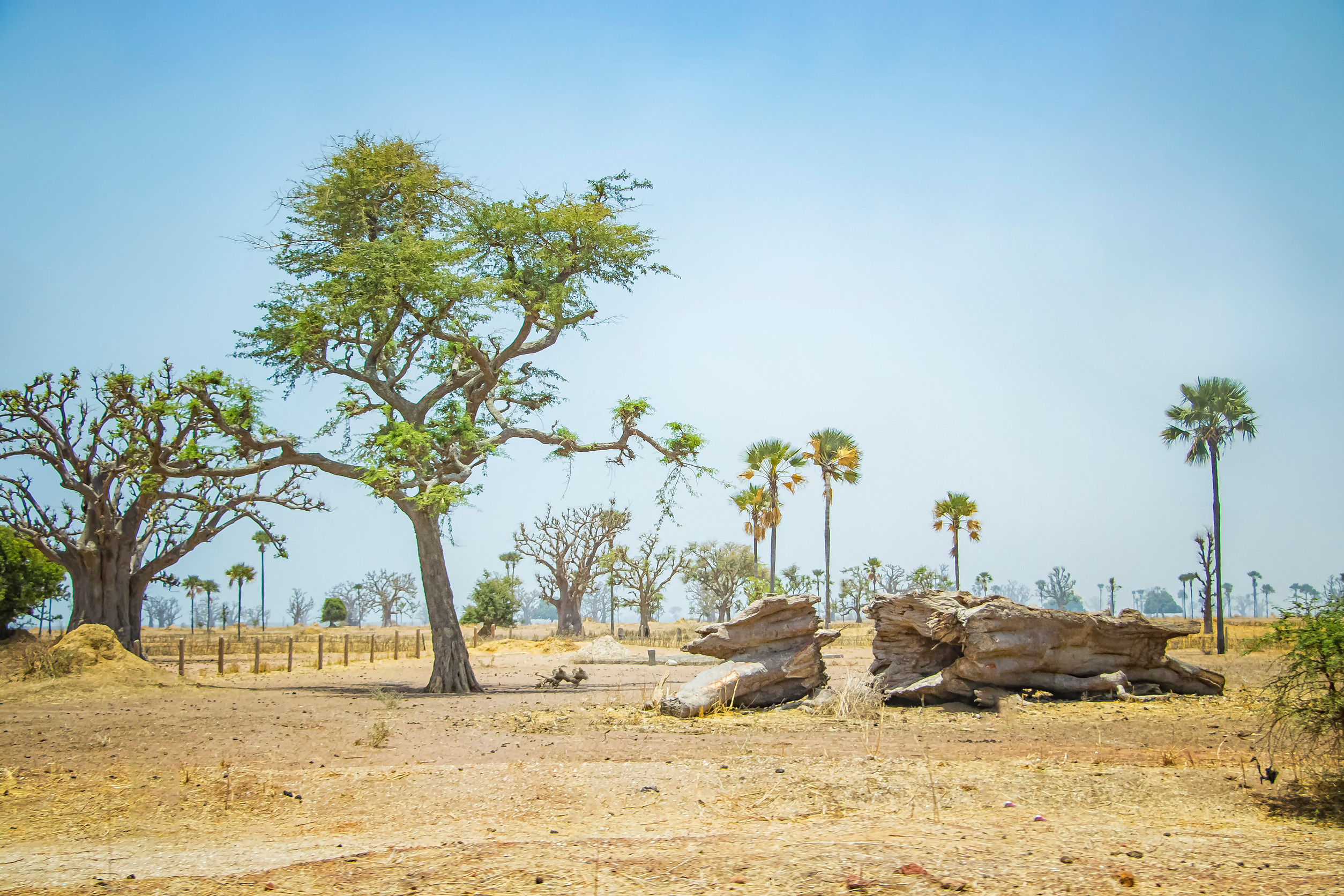 african savanna with typical trees and baobabs in senegal africa on the ground lies a fallen