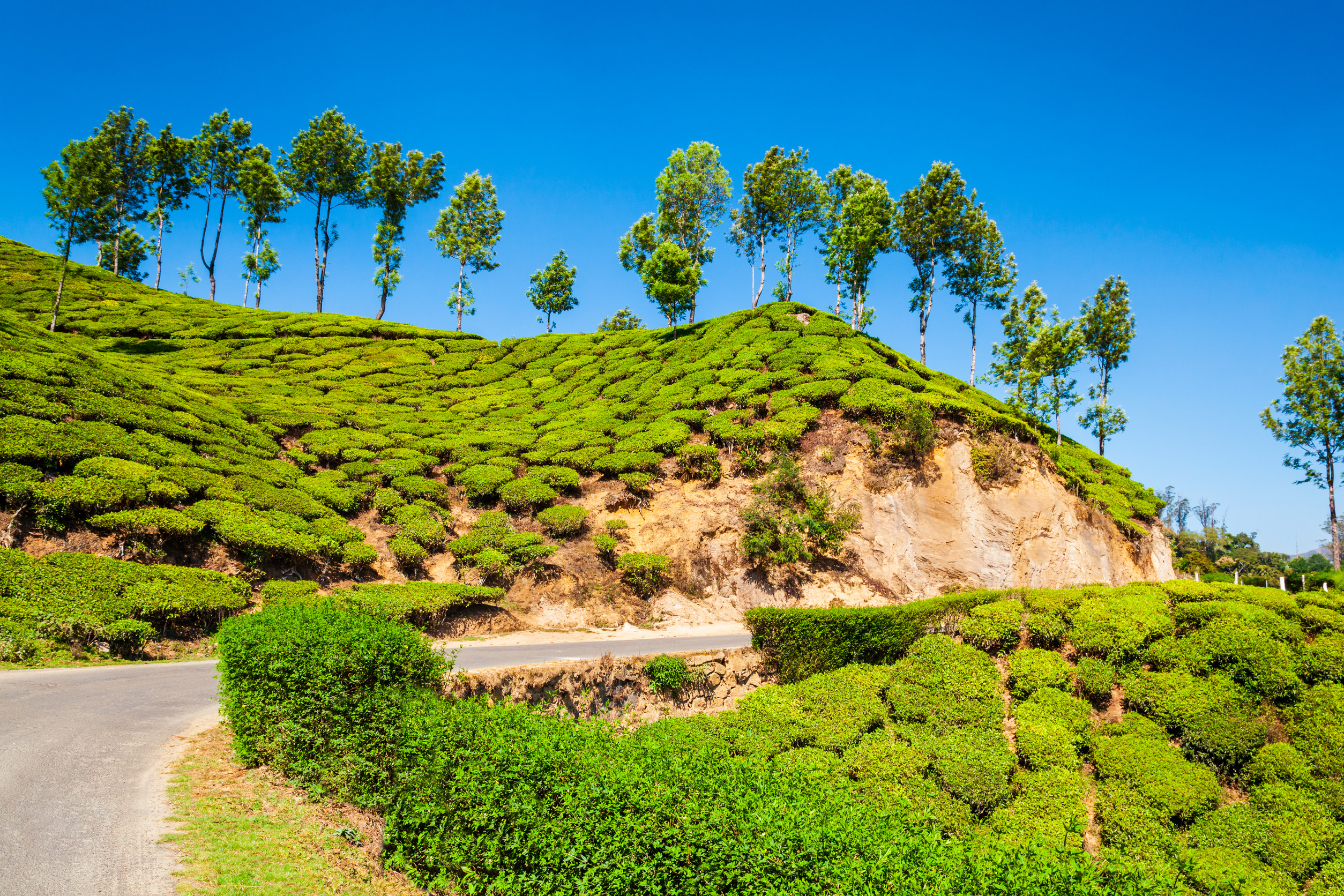 amazing landscape view of tea plantation nature background