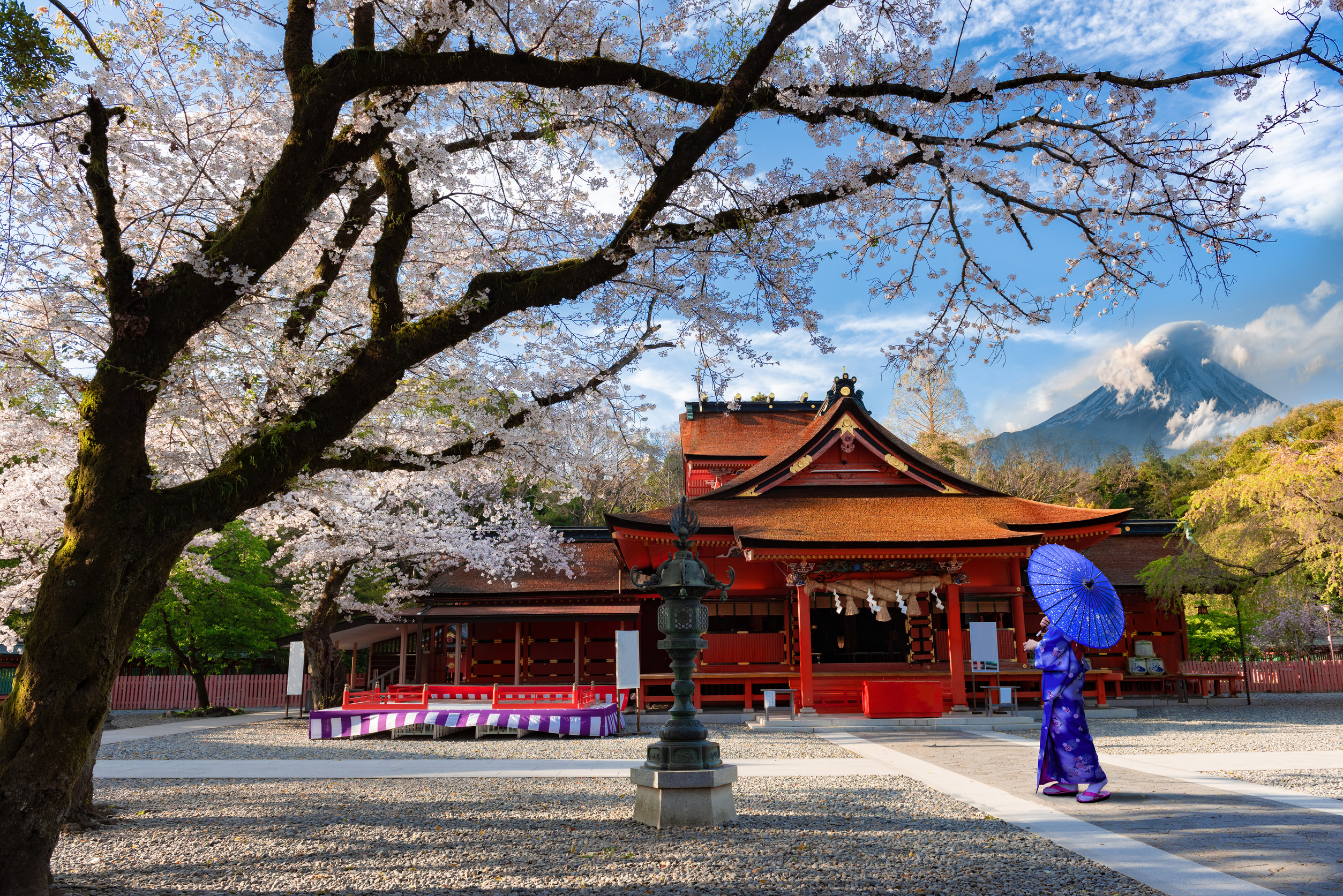 asia woman wearing kimono viewing cherry blossoms of shrine fujisan hongu sengentaisha fujinomiya