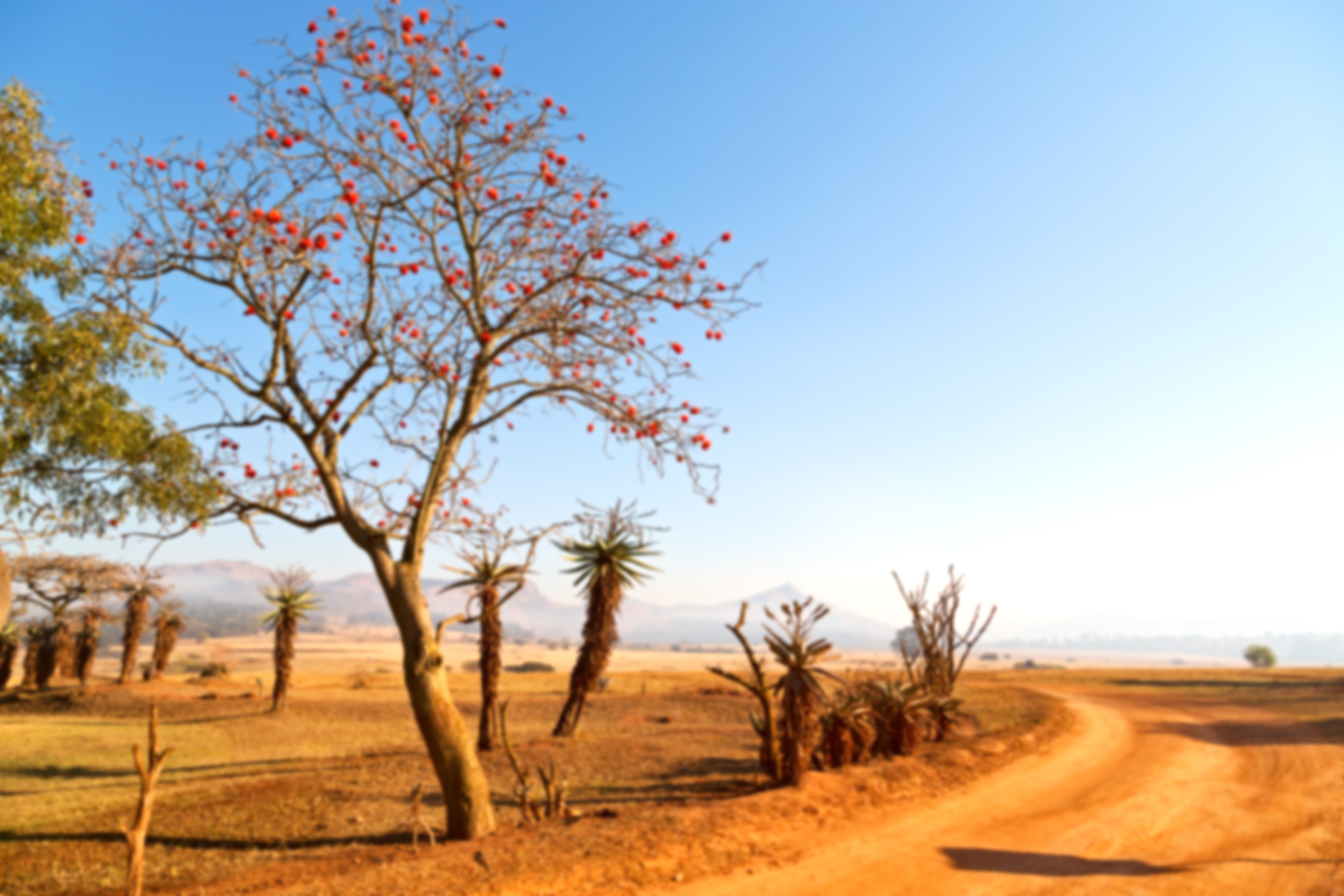 blur in swaziland mlilwane wildlife nature reserve mountain and tree