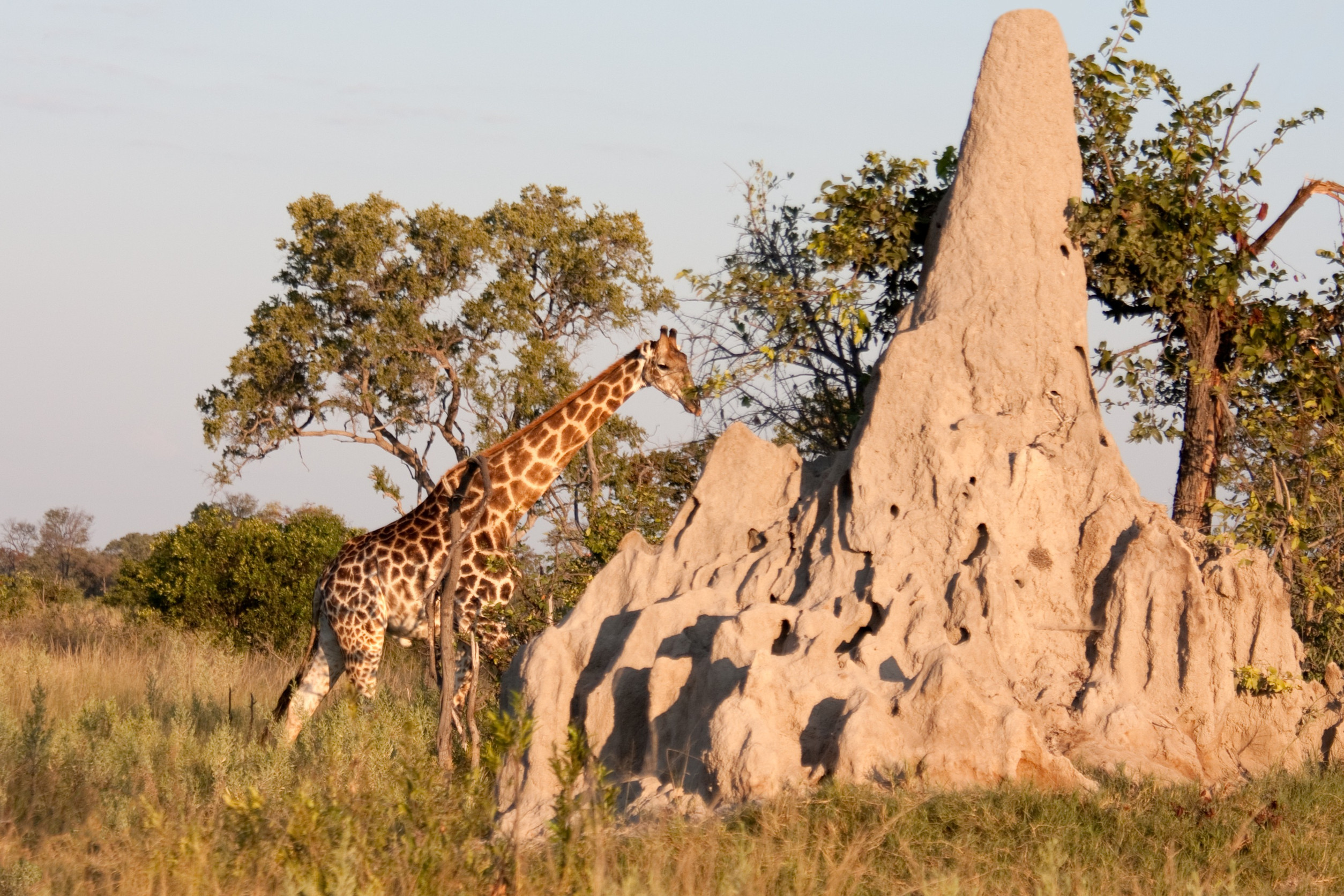 giraffe walks behand a termite mound in the bushland of the okavango delta in botswana