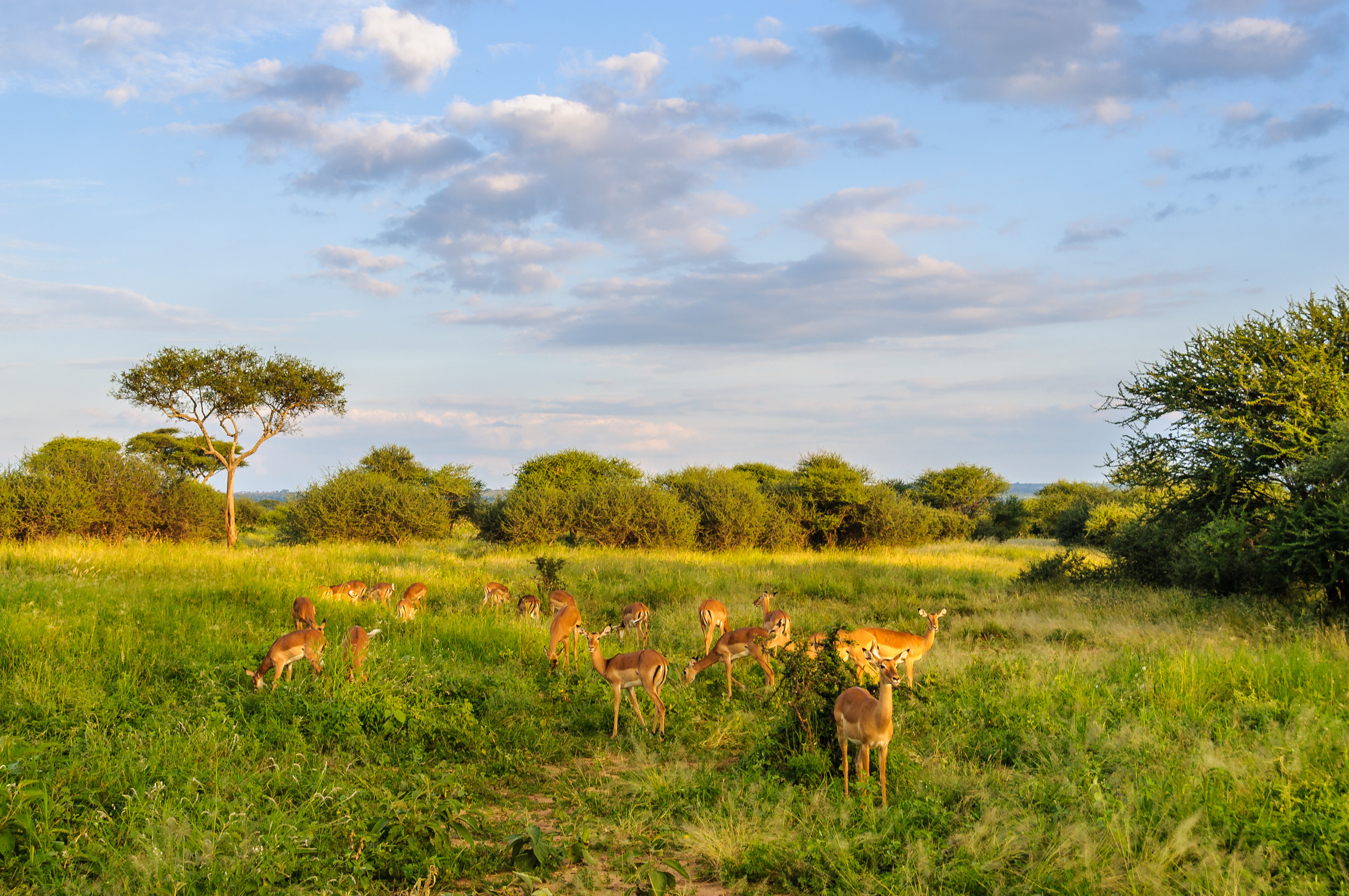 impalas at sunset in the tarangire national park in tanzania