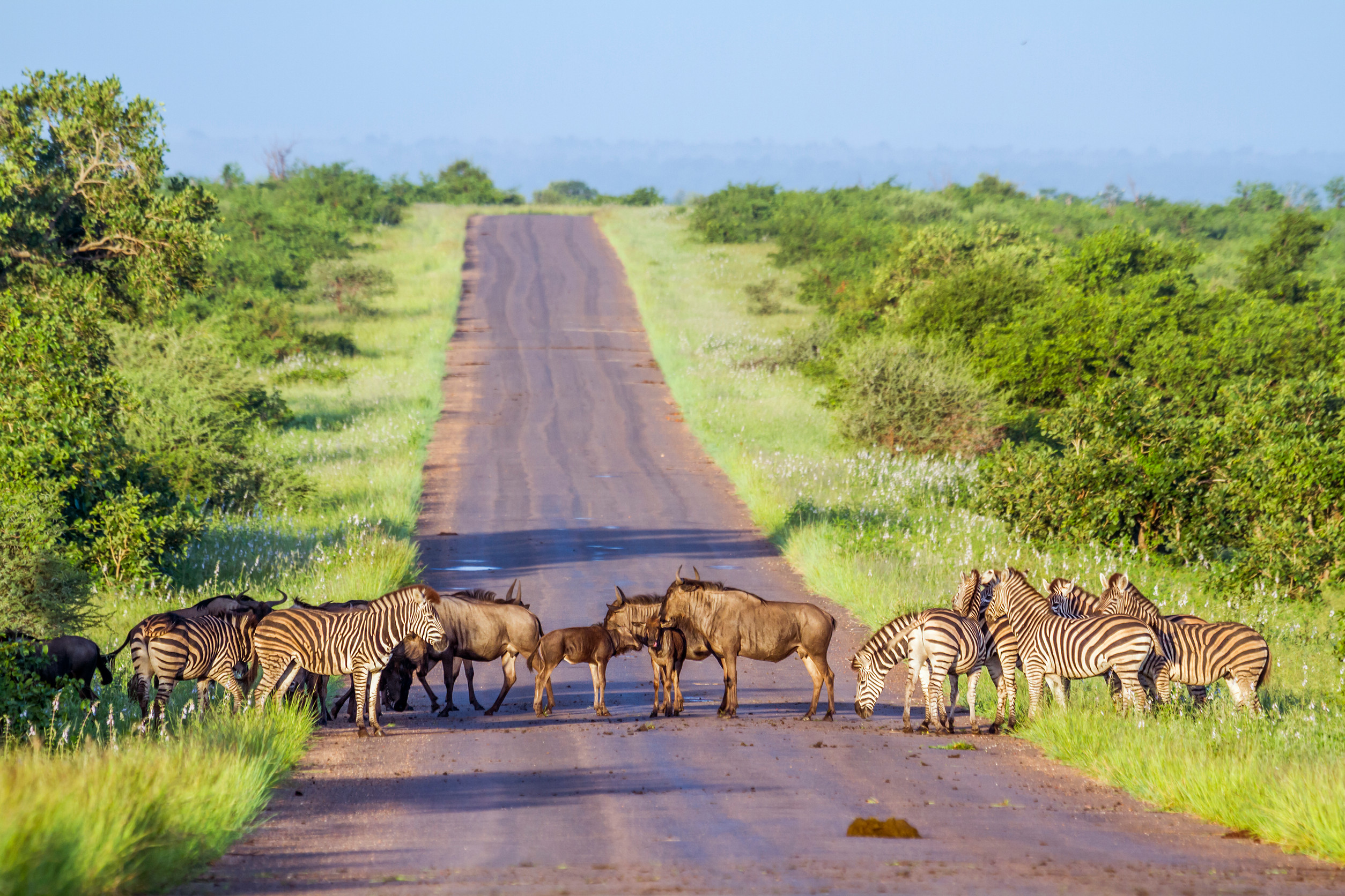 african bush elephant herd walking along sable dam in kruger national park south africa specie