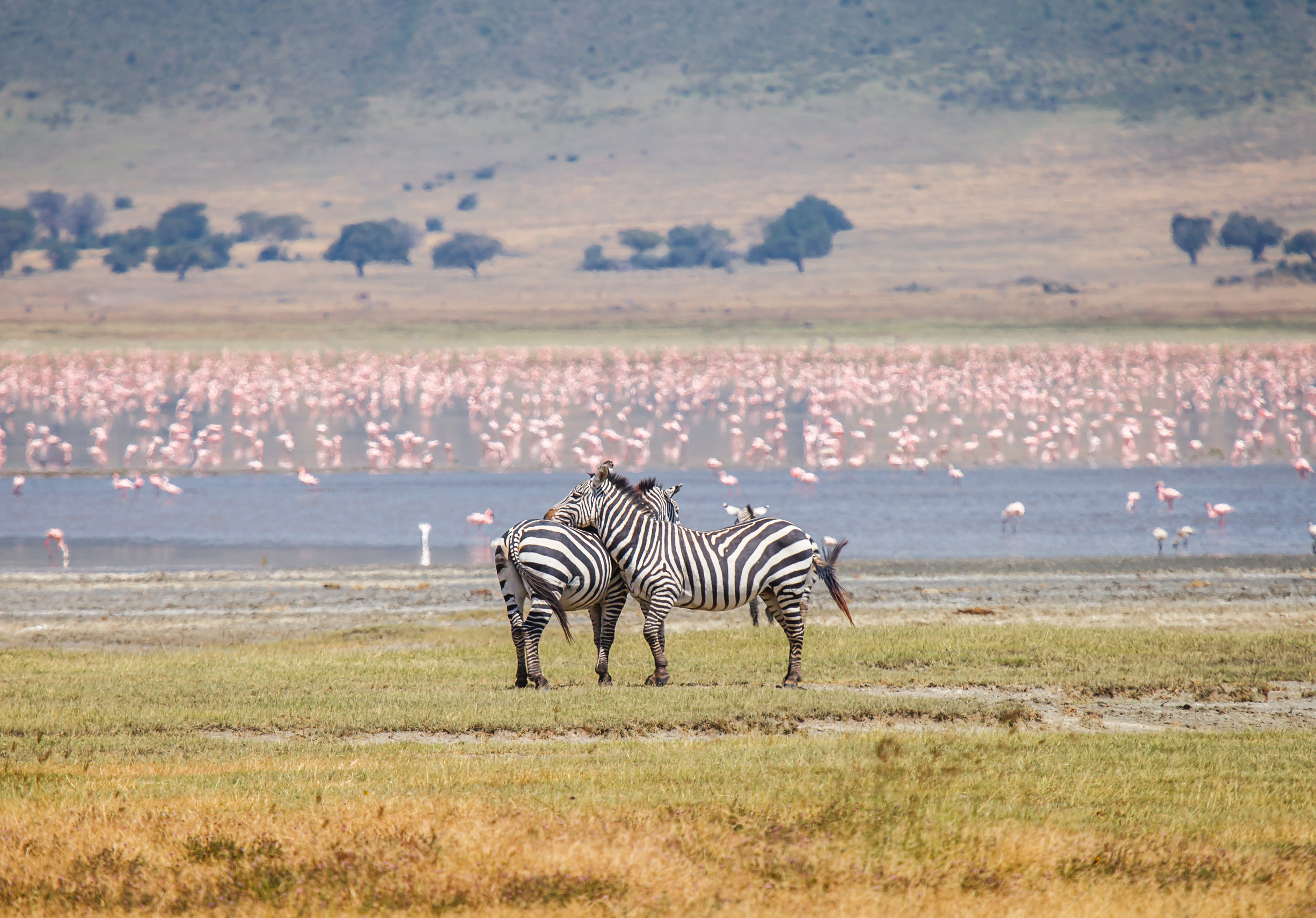 impalas at sunset in the tarangire national park in tanzania
